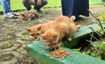 Relokasi Kucing Tak Efektif, Kata Stray Cat Defender Malang - GenPI.co Jatim