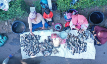 Fenomena Koyo di Ranu Klakah Lumajang, Pemilik Keramba Pasrah - GenPI.co Jatim