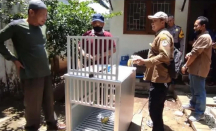 Kawanan Monyet Satroni Pemukiman di Kediri - GenPI.co Jatim