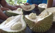 Asyik! Pemkab Jombang Segera Gelar Pesta Durian, Catat Tanggalnya - GenPI.co Jatim