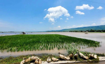 Ratusan Hektare Sawah Terendam Banjir di Situbondo - GenPI.co Jatim