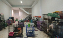 Ratusan Kucing Terlantar dalam Ruko Kondisinya Mengenaskan - GenPI.co Jatim