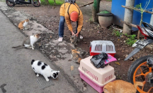 Stray Cats Defender Beri Tips Membeli Kucing di Pasar Hewan - GenPI.co Jatim