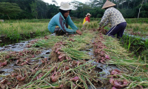 Petani Kulon Progo Raup Untung Banyak dari Bertanam Bawang - GenPI.co Jogja