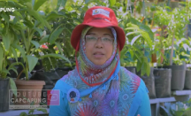 Keren! Kampung Padat di Kota Yogyakarta Disulap Jadi Kebun Sayur - GenPI.co Jogja