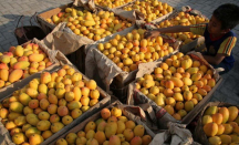 Kaya Manfaat, Berikut Sederet Khasiat Makan Kulit Mangga - GenPI.co Jogja