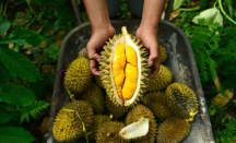 3 Fakta Kesehatan Durian, Si Kulit Berduri yang Kaya Vitamin - GenPI.co Jogja