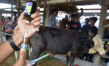 Vaksinasi PMK, Gunungkidul Prioritaskan Wilayah Zona Hijau - GenPI.co Jogja