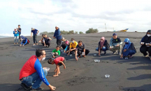 Pelestarian, 144 Tukik Dipelas di Pantai Bugel Kulon Progo - GenPI.co Jogja