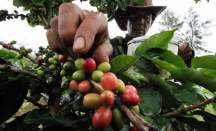 Produk Unggulan, Kopi Menoreh Kulon Progo Dikembangkan Agribisnis - GenPI.co Jogja