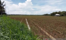 Hujan Lebat, Ratusan Hektare Lahan Pertanian di Bantul Terendam - GenPI.co Jogja