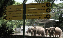Sambut Libur Imlek, GL Zoo Yogyakarta Tambah Koleksi Monyet Jambul! - GenPI.co Jogja