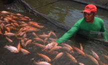 Produksi Ikan di Sleman Melimpah, Kebutuhan saat Ramadan Tercukupi - GenPI.co Jogja