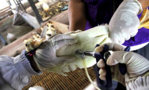 Waspada Flu Burung, Yogyakarta Perketat Lalu Lintas Unggas - GenPI.co Jogja