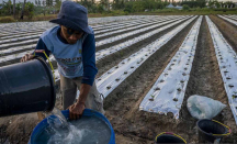 Petani di Kulon Progo Mengeluh Kesulitan Mendapat Pupuk Subsidi - GenPI.co Jogja