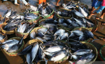 Tempat Lelang Ikan Berbasis Wisata Akan Dibangun di Kulon Progo - GenPI.co Jogja