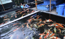 Sejumlah Kolam Budi Daya Ikan di Sleman Kekurangan Air Akibat El Nino - GenPI.co Jogja