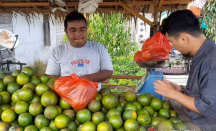 Jual Jeruk Susu Madu, Masyarakat Tebas Panen Untung Saat Lebaran - GenPI.co Kalbar