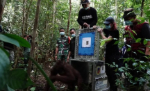 Lima Orang Utan Dilepasliarkan di Taman Nasional Bukit Raya - GenPI.co Kalbar