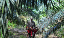 Dadi Sunarya Komitmen Perjuangkan Petani Sawit Kabupaten Melawi - GenPI.co Kalbar