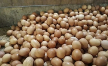 Permintaan Pasar Meningkat, Harga Telur di Kubu Raya Naik - GenPI.co Kalbar