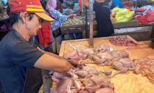 Jelang Idulfitri, Harga Daging Ayam Ras Stabil, Minyak Goreng Naik - GenPI.co Kalbar