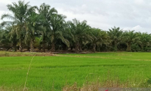 150 Hektare Sawah di Penajam Paser Utara Jadi Kebun Kelapa Sawit - GenPI.co Kaltim