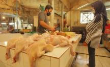Singapura Krisis Daging Ayam, BRIN Dorong Kepri Jadi Penyuplai - GenPI.co Kepri