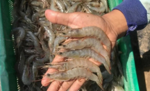 Cara Makan Seafood Tanpa Khawatir Kolesterol Naik, Wajib Coba! - GenPI.co Kepri