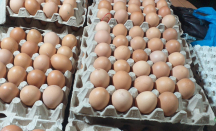 Produksi Telur Ayam di Tanjungpinang Surplus - GenPI.co Kepri
