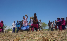 Permainan Barempuk, Wujud Syukur Petani Sumbawa - GenPI.co NTB