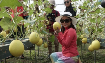 Desa Wisata Kebon Ayu, Golden Melon di Lombok Barat - GenPI.co NTB