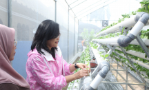 Kegiatan Bertani di Kota Medan Didukung oleh BRI Peduli - GenPI.co NTB