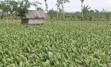 Petani Tembakau di Lombok Gigit Jari, DBHCT Dipertanyakan - GenPI.co NTB