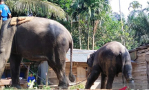 Gajah Sumatera Hamil Ditemukan Tewas di Bengkalis - GenPI.co Riau