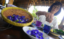 3 Khasiat Kesehatan Bunga Telang, Bagus untuk Diabetesi! - GenPI.co Riau