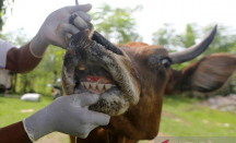 PMK Masih Mengancam di Riau, 25 Ekor Hewan Ternak Terpapar - GenPI.co Riau