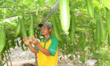 3 Manfaat Sayuran Oyong, Membantu Menjaga Kesehatan Hati! - GenPI.co Riau