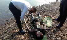 Heboh, Mayat Pria Ditemukan Mengapung di Sungai Kampar - GenPI.co Riau