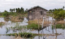 Terancam Gagal Panen, Ribuan Hektare Lahan di Inhil Terendam Banjir - GenPI.co Riau