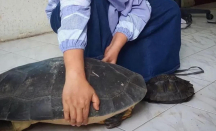 Top! 2 Kura-kura Dilindungi Diserahkan ke BBKSDA Riau - GenPI.co Riau