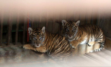 BBKSDA Riau: Anak Harimau Masuk Perangkap di Pulau Muda - GenPI.co Riau
