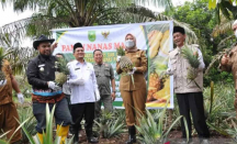 Melimpah! Kelompok Tani Nanas Madu di Indragiri Hulu Panen Raya - GenPI.co Riau