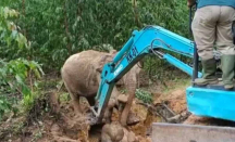 BBKSDA Riau Turun Tangan, Anak Gajah Jatuh ke Lubang di Siak - GenPI.co Riau