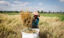 BPS: Riau Rentan Pangan Saat Ada Ancaman Krisis Global - GenPI.co Riau