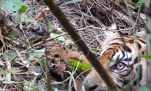 Harimau Berkeliaran di Permukiman, BBKSDA Riau Duga dari TN Zamrud - GenPI.co Riau