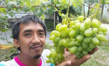 Manfaatkan Fb, Penjual Bibit Anggur di Pekanbaru Untung Banyak - GenPI.co Riau