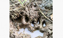 Jejak Diduga Harimau Ditemukan di Dekat Permukiman di Siak - GenPI.co Riau