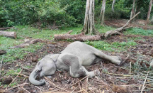Anak Gajah Mati di TWA Kampar, BBKSDA Riau Beber Penyebabnya - GenPI.co Riau