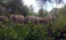Antisipasi Konflik, 2 Gajah Liar di Riau Dipasang GPS Collar - GenPI.co Riau